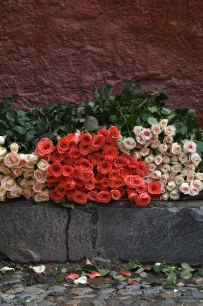 Mexico, San Miguel de Allende, Roses for sale